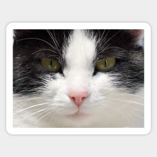 Black and White Cat Face, Gifts Cat Lovers Sticker